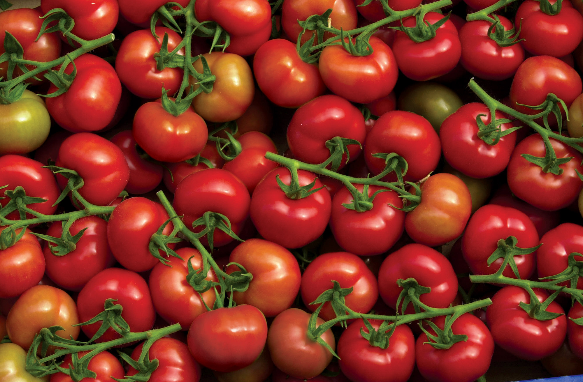 Les Bienfaits De La Tomate Tomates Et Concombres De Nos Régions