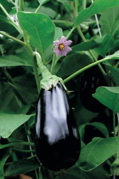 aubergine 1