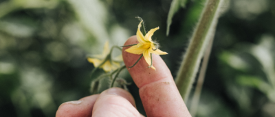 tomates-de-france-abécédaire